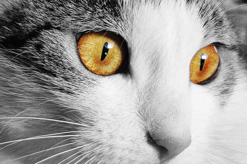 View Cat Home Animal Cat's Eyes Face Eyes Pet